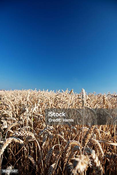Reife Grainbereich Stockfoto und mehr Bilder von Agrarbetrieb - Agrarbetrieb, Ausgedörrt, Bildhintergrund