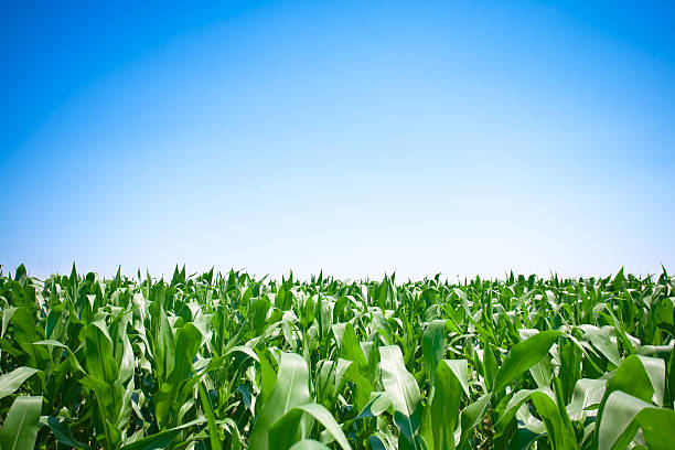 istock Field full of corn plants under a blue-white sky 182851668