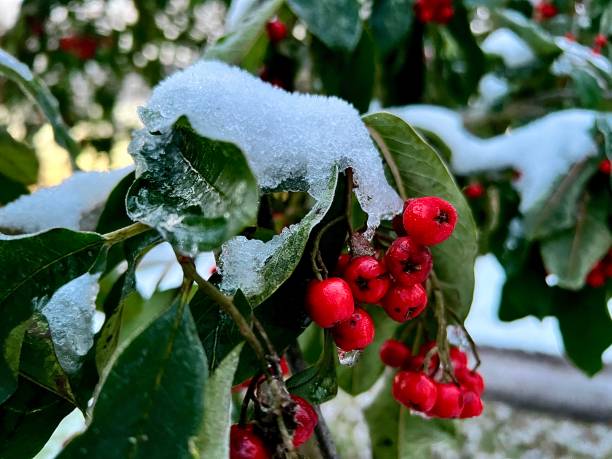 istock Red Holly berries and green leaves covered with snow 1828517276