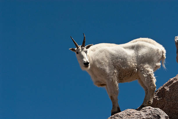 istock Mountain Goat on Mount Evans in Colorado 182851731