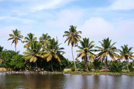 Kerala's backwaters, India.http://bem.2be.pl/IS/tea_plantations_380.jpg