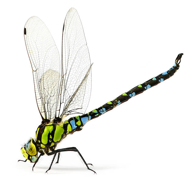 стрекоза - dragonfly стоковые фото и изображения