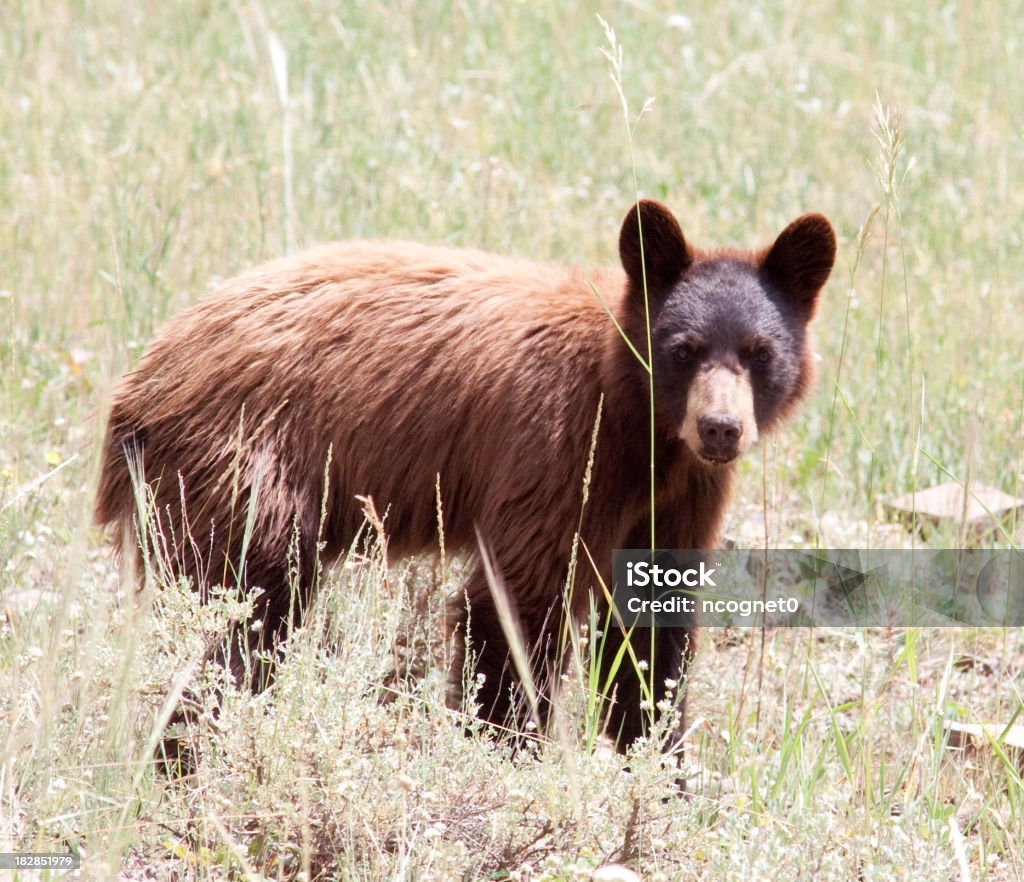 Wilde schwarze Bär - Lizenzfrei Aggression Stock-Foto