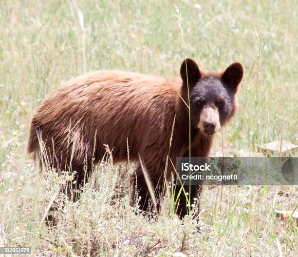 Wilde Schwarze Bär Stockfoto und mehr Bilder von Aggression - Aggression, Bedrohte Tierart, Braun