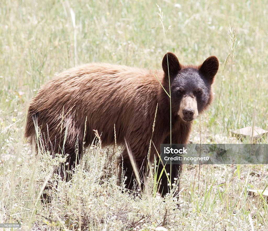 Orso nero selvaggio - Foto stock royalty-free di Abbracciare una persona