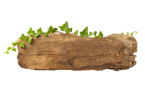 Old wooden plank entwined with ivy.
High quality !!! 
This file includes clipping path.