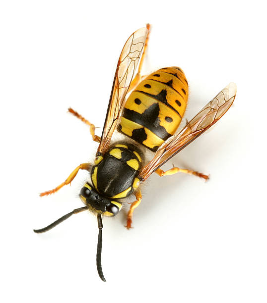 wasp  wasp photos stock pictures, royalty-free photos & images