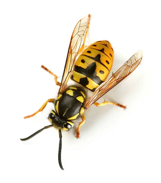 Photo of wasp