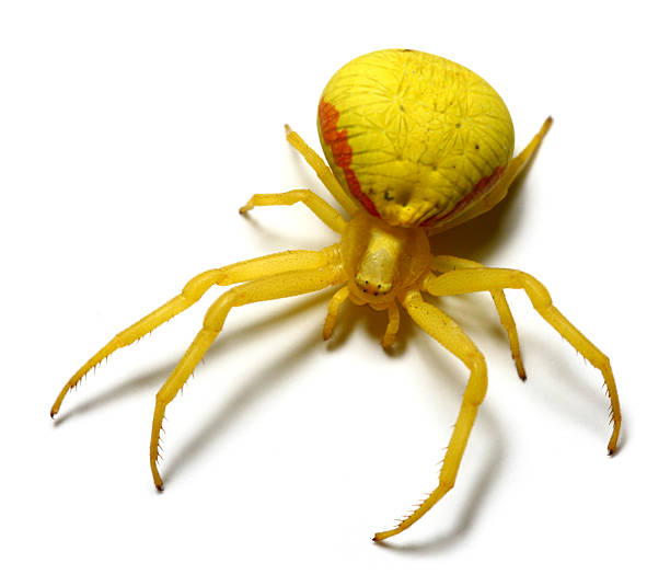 istock yellow Misumena vatia 182852318