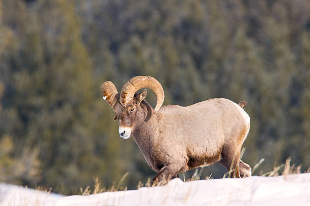 オオツノヒツジは、冬期にスノー - bighorn sheep ram sheep winter ストックフォ�トと画像