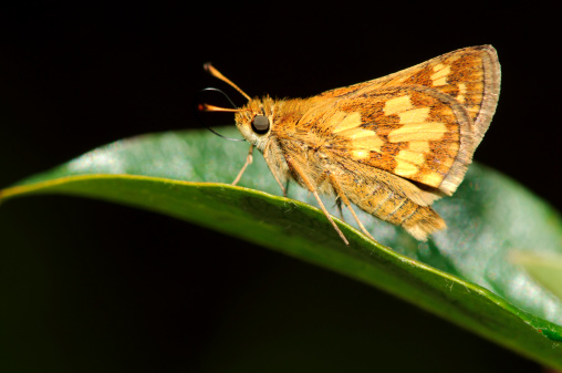 A Peck's Skipper Moth sitting on a leaf.