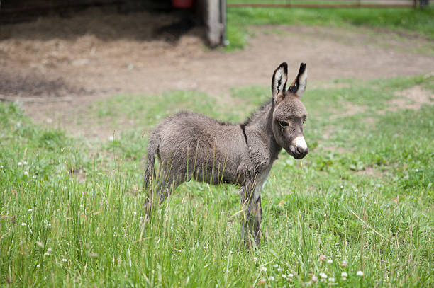 istock Baby donkey in a field 182852743