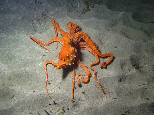 istock An angry octopus on the sea floor 1828529978