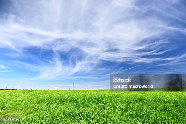 Verde Paisaje De Campo Foto de stock y más banco de imágenes de Agricultura - Agricultura, Aire libre, Aislado