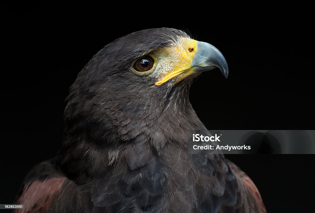 Wunderschöne Harris Hawk (Parabuteo unicinctus - Lizenzfrei Falknerei Stock-Foto