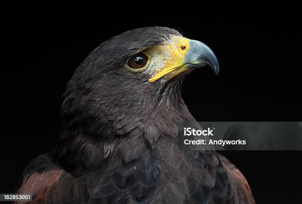 Wunderschöne Harris Hawk Parabuteo Unicinctus Stockfoto und mehr Bilder von Falknerei - Falknerei, Fotografie, Habichtartige - Raubvogel