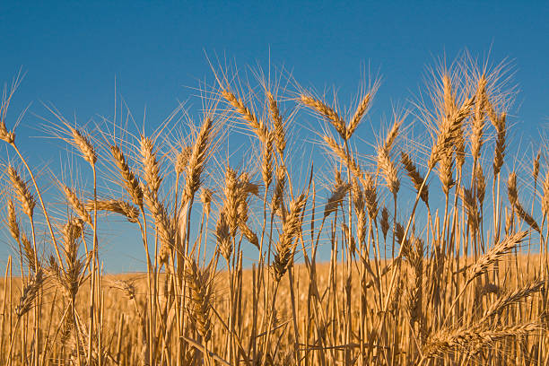 récolte de blé et ciel bleu en toile - washington state spokane farm crop photos et images de collection