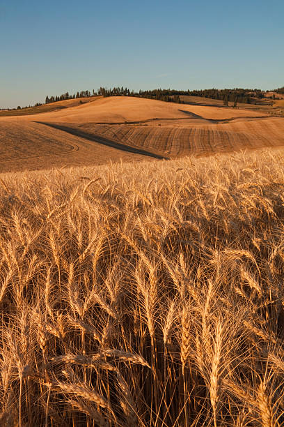 champ de blé mûr prêt pour la récolte - washington state spokane farm crop photos et images de collection