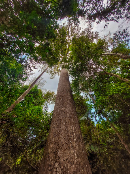 istock Photo up to the tree top shot from below. Treetops seen from a low angle. Green forest. Tree with green Leaves and sun light. Bottom view background. Looking Up In Beautiful Forest Trees Woods. Bottom View Wide Angle Background. 1828533218
