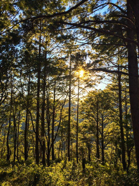 Beautiful Sunset Sunrise Sun Sunshine. Sunlight Sunbeams Through Woods In Forest Landscape. Beautiful morning scene in the forest with sun rays and long shadows. bosque de verano con un sol brillante que brilla a través de los árboles. Árboles forestales arbolados retroiluminados por la luz del sol dorada antes de la puesta del sol con rayos de sol que atraviesan los árboles en el suelo del bosque iluminando la