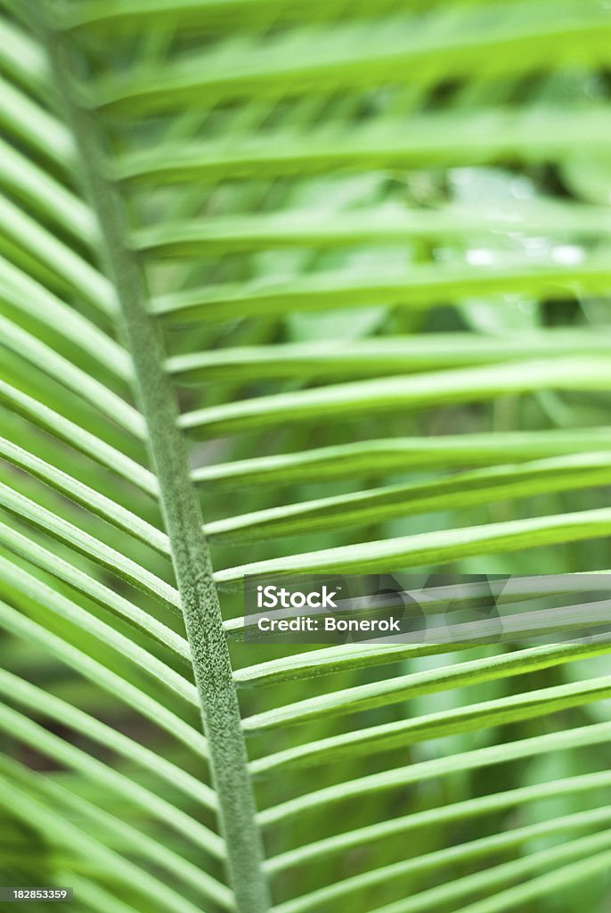 Palm - Foto de stock de Abstracto libre de derechos