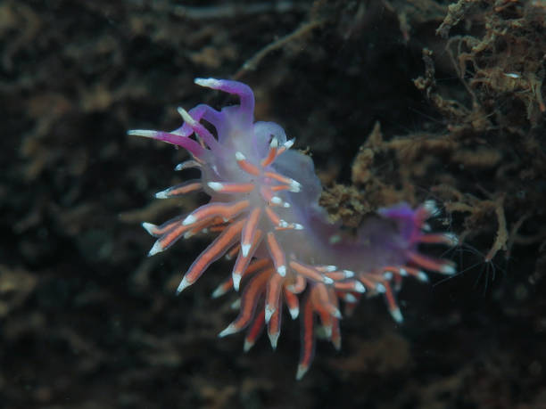 istock Colourful nudibranch from Norway 1828533746