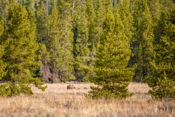 istock Mother Grizzly walking with her cubs by her side into the forest 1828536494