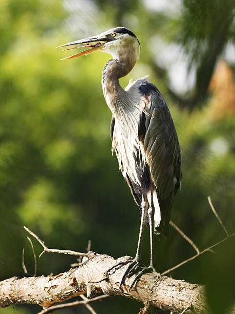 istock Heron Bird Sunbathing Ardea herodias 182853682