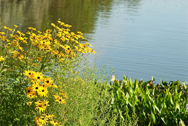 istock Yellow flowers and lake 182853700