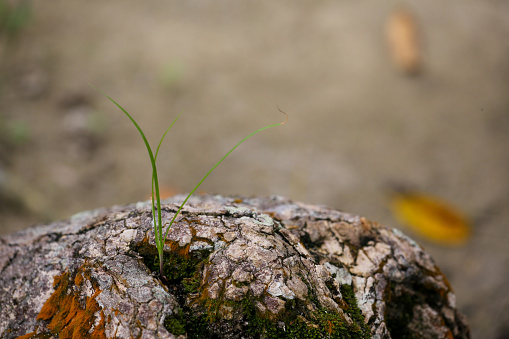 Living organism in nature reserve forest