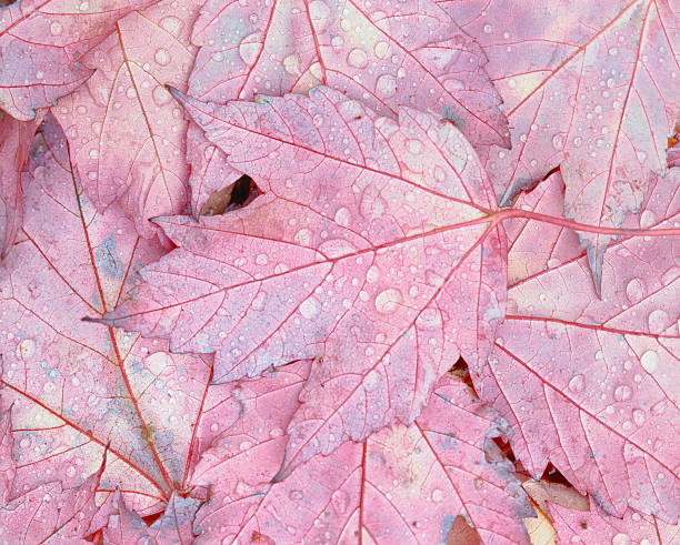 Red Autumn Maple Leaves Red Autumn Maple Leaves With Rain Drops Groton State Park Vermont appalachian trail photos stock pictures, royalty-free photos & images