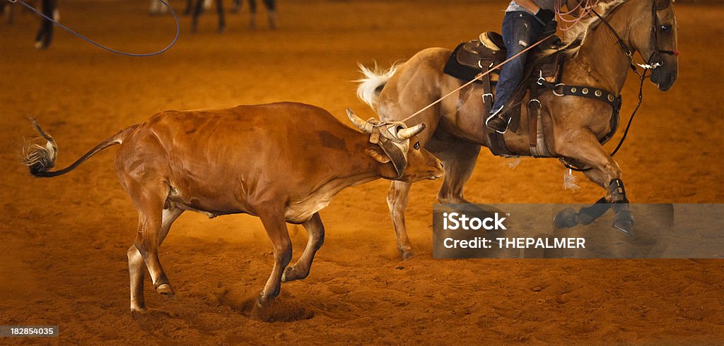 Rodeo Team roping "team roping,  the steer rope by the header." Animal Stock Photo