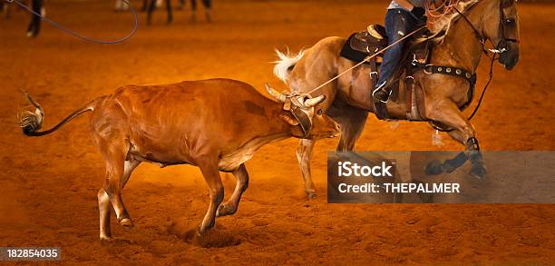 Rodeo Team Roping Stock Photo - Download Image Now - Animal, Bull - Animal, Calf