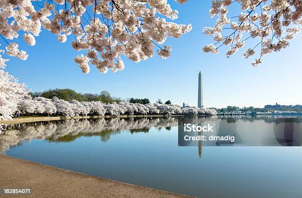 Foto de Washington Monument E Flores De Cerejeira Refletindo No Tidal Basin e mais fotos de stock de Arquitetura
