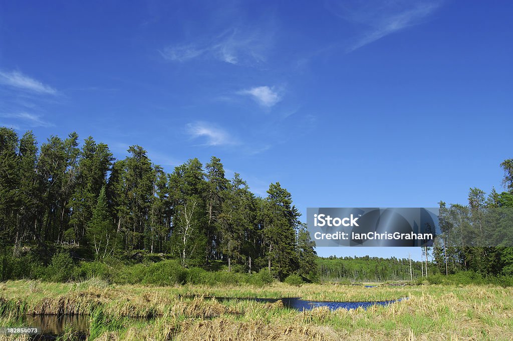Parque Provincial Whiteshell - Foto de stock de Abeto Picea libre de derechos