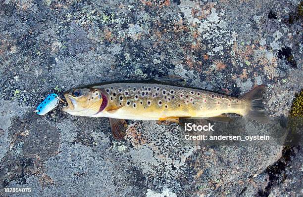 Salmo Trutta Lacustris Foto de stock y más banco de imágenes de Noruega - Noruega, Bodø - Noruega, Trucha común