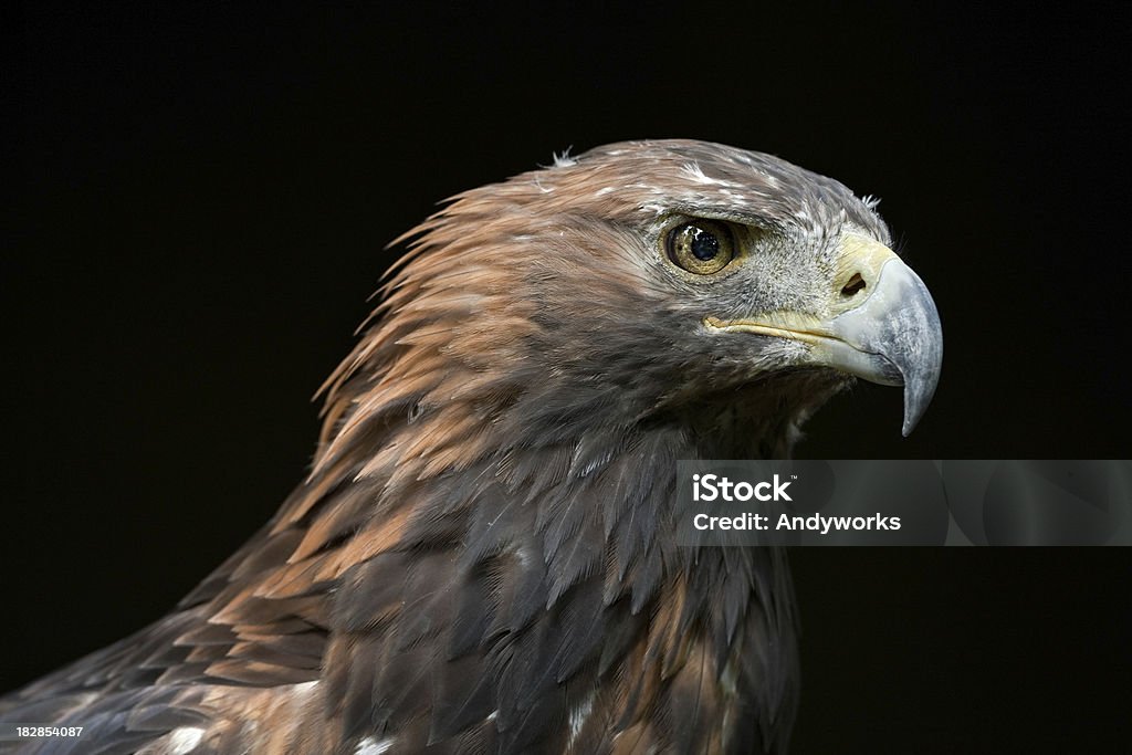 Golden Eagle (Aquila chrysaetos) - Lizenzfrei Schwarzer Hintergrund Stock-Foto