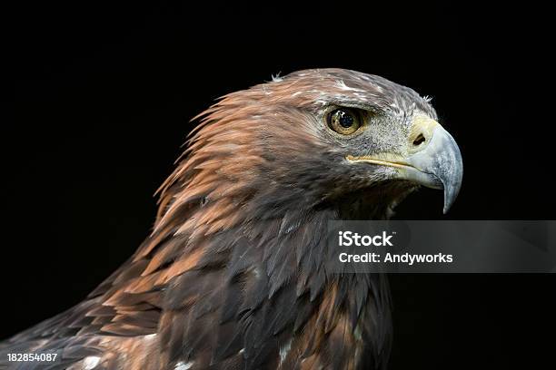 Golden Eagle Stockfoto und mehr Bilder von Schwarzer Hintergrund - Schwarzer Hintergrund, Steinadler, Adler