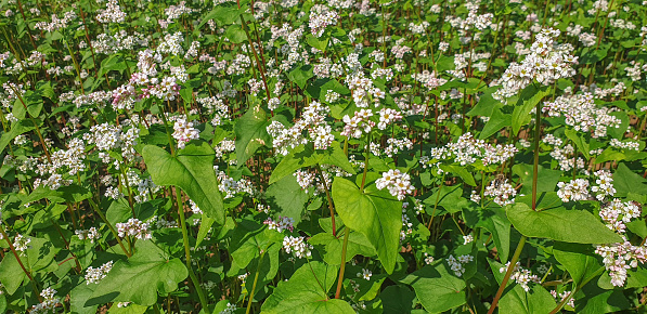 Close up of flowering buckwheat field in autumn