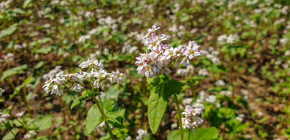 Close up of flowering buckwheat field in autumn