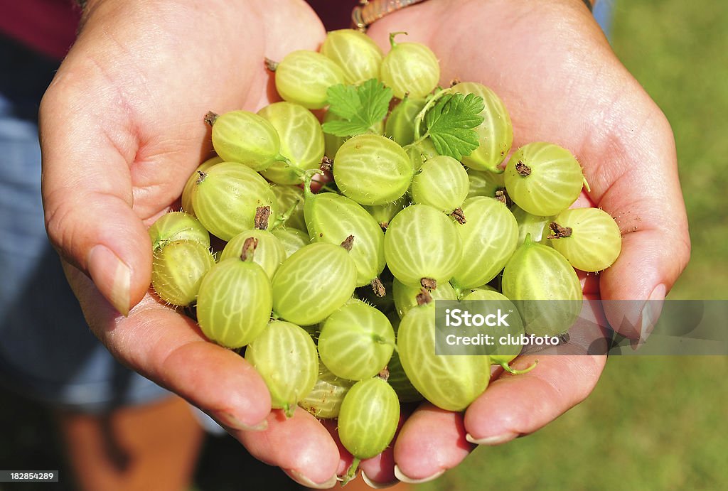 Gardeners руки, держа свежих выбрали gooseberries на сад - Стоковые фото Горизонтальный роялти-фри