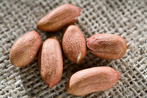 des cacahuètes - nobody food canvas peanut photos et images de collection