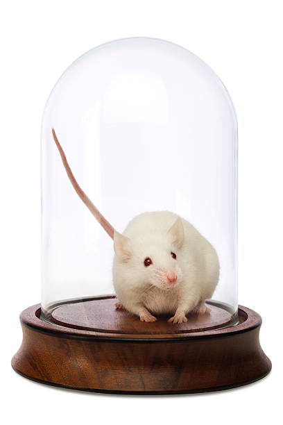 istock Small World; Little White Mouse Under Glass Display Case Dome 182854343