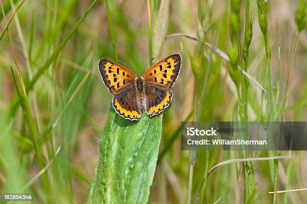 American Mariposa De Cobre Foto de stock y más banco de imágenes de Aire libre - Aire libre, Animal, Colorido