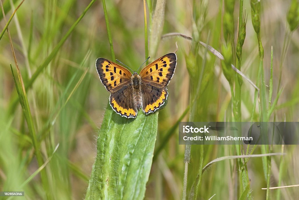 Cuivre papillon américain - Photo de Couleur verte libre de droits