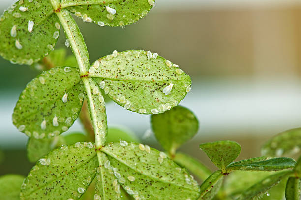 Whitefly stock photo