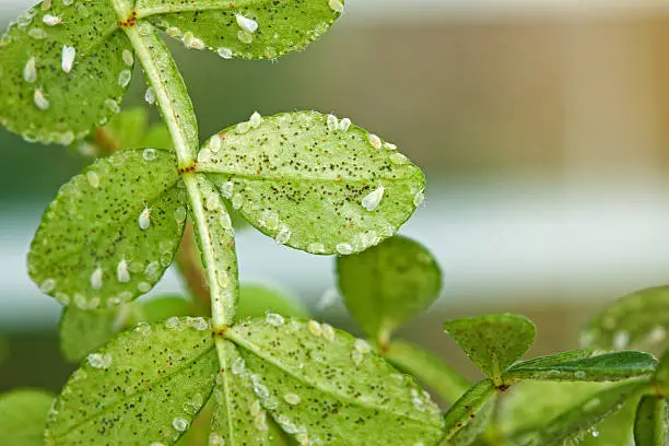 Photo of Whitefly