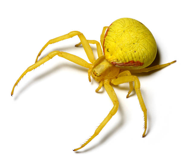 yellow Misumena vatia Similar images: yellow spider stock pictures, royalty-free photos & images