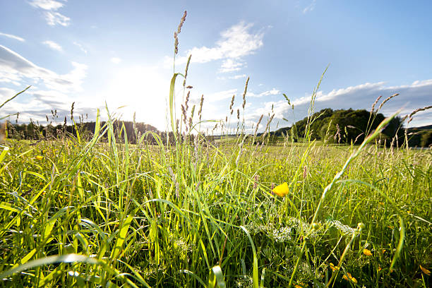 Lots and lots of daisies in a summer meadow