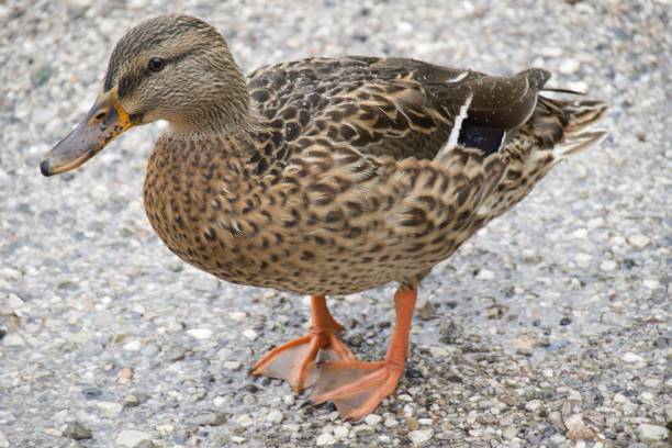 istock Female duck with brown feathers 1828545302